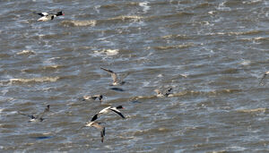 Common Shelduck