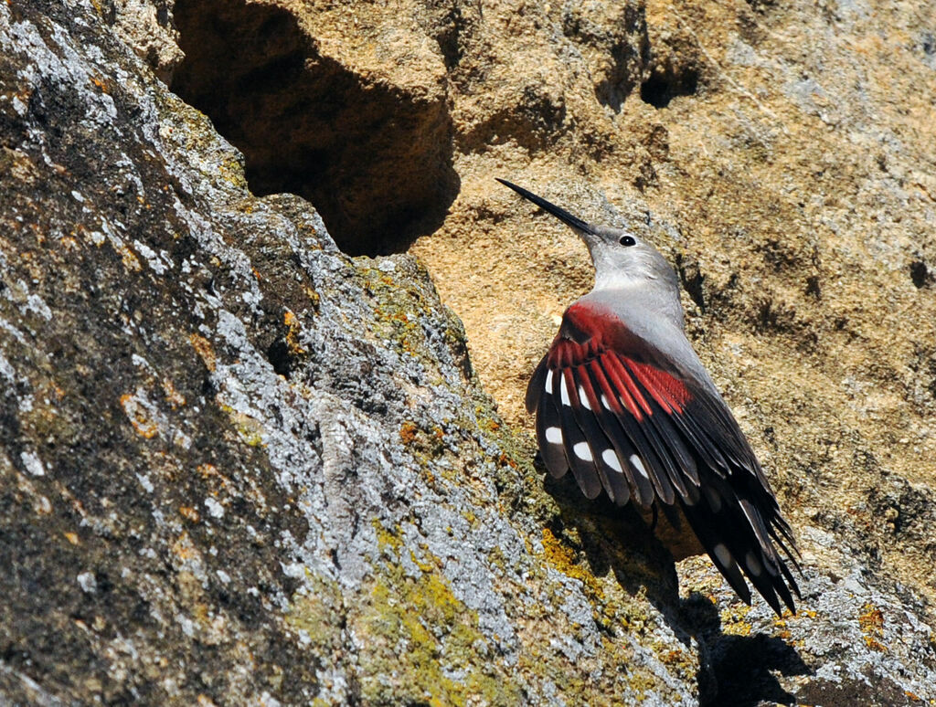 Wallcreeper