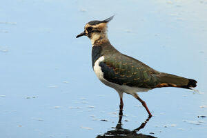 Northern Lapwing