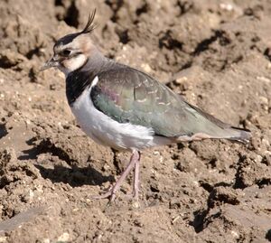Northern Lapwing
