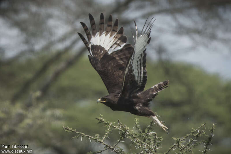 Long-crested Eagleadult, pigmentation, Flight