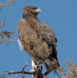 Martial Eagle