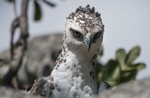 Martial Eagle