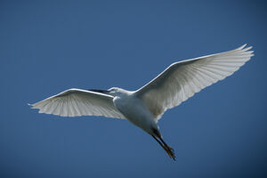Little Egret