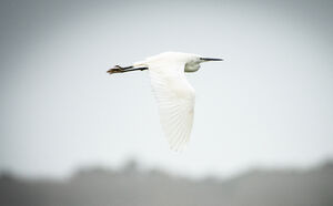 Little Egret
