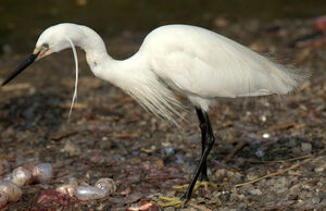 Little Egret