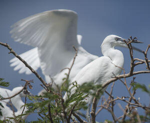 Little Egret