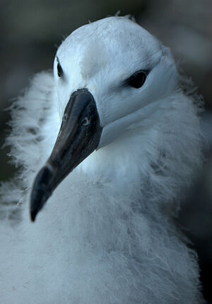 Albatros � sourcils noirs 
&copy; Yann Libessart