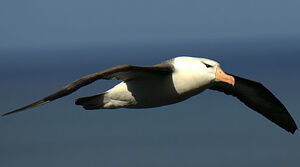 Albatros � sourcils noirs 
&copy; Yann Libessart
