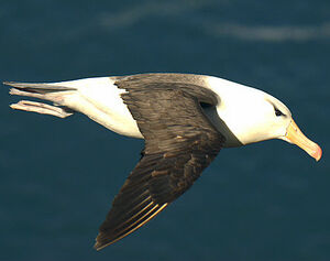 Black-browed Albatross
