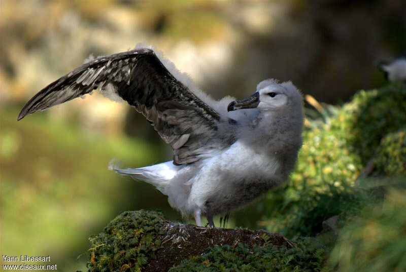 Albatros à sourcils noirsjuvénile, Comportement