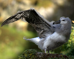 Albatros � sourcils noirs 
&copy; Yann Libessart
