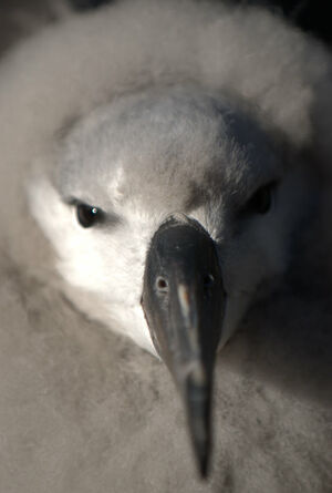 Albatros � sourcils noirs 
&copy; Yann Libessart