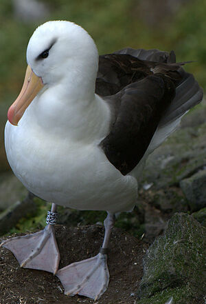 Albatros � sourcils noirs 
&copy; Yann Libessart