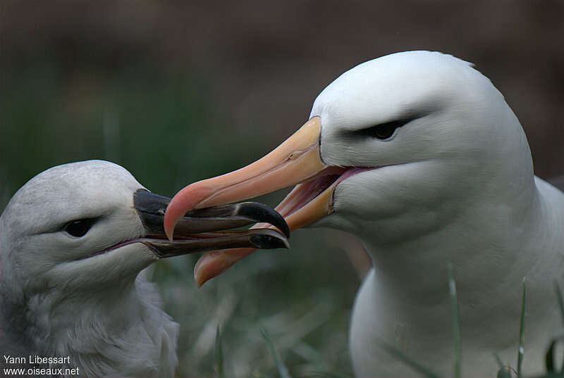 Albatros à sourcils noirs, mange, Nidification, Comportement