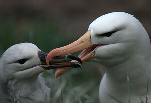 Albatros � sourcils noirs 
&copy; Yann Libessart