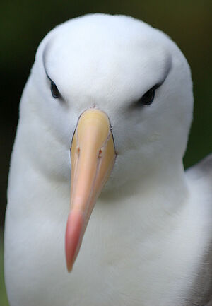 Albatros � sourcils noirs 
&copy; Yann Libessart