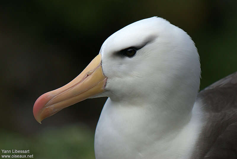 Albatros à sourcils noirs, portrait, pigmentation
