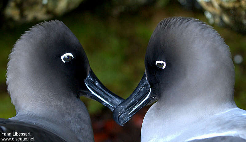 Light-mantled Albatross, courting display