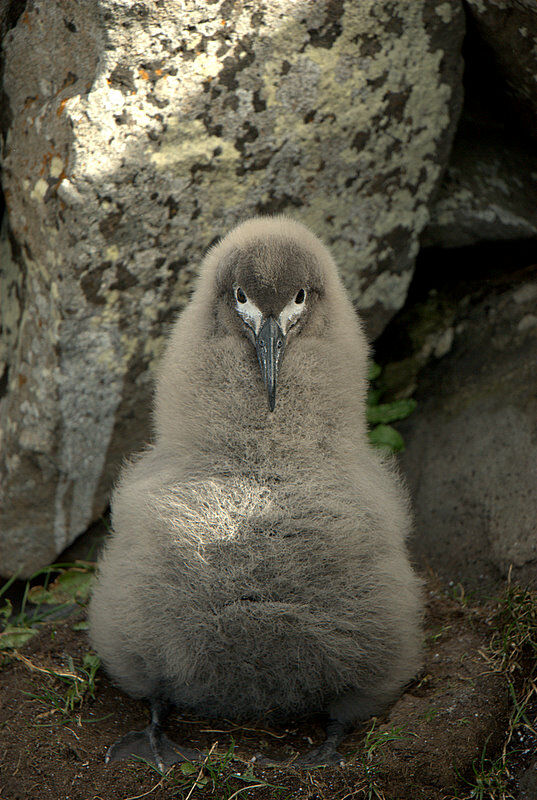 Light-mantled Albatrossjuvenile