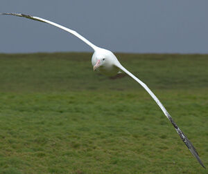 Wandering Albatross