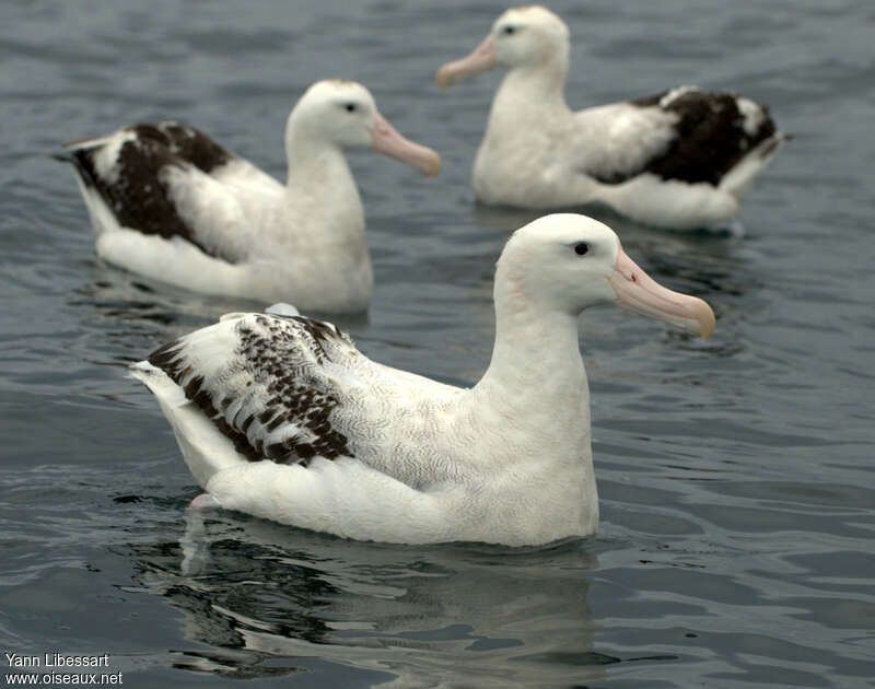 Snowy Albatross, pigmentation