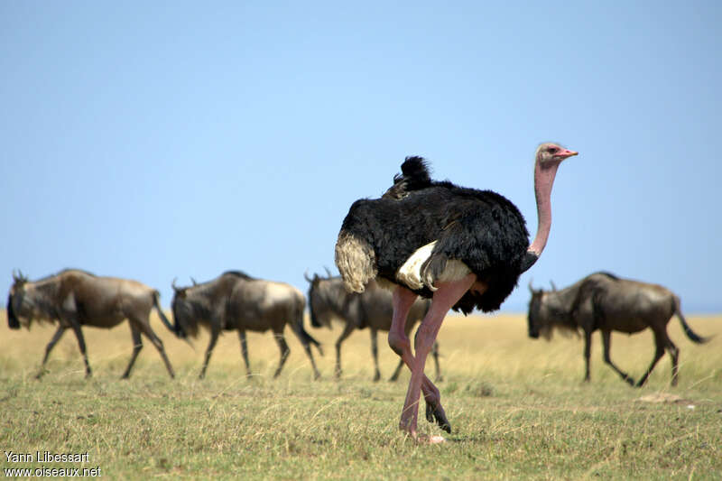 Common Ostrich male adult, habitat, pigmentation, Behaviour