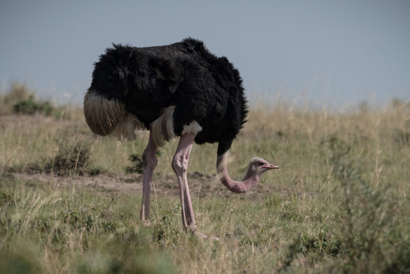 Common Ostrich male