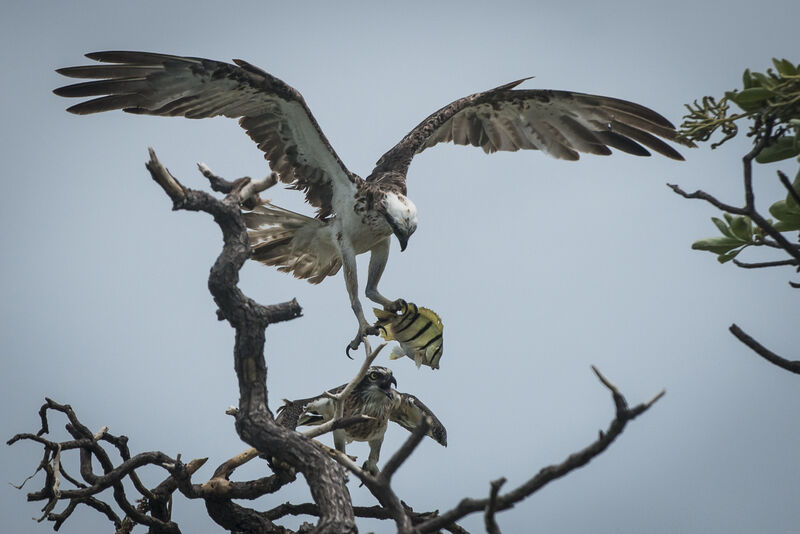 Osprey (cristatus)juvenile, feeding habits, Reproduction-nesting