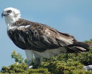 Balbuzard p�cheur