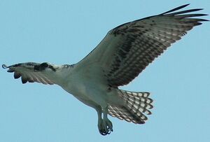 Balbuzard p�cheur