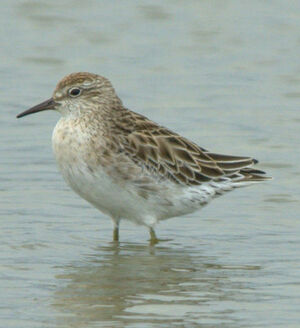 Sharp-tailed Sandpiper 
&copy; Yann Libessart
