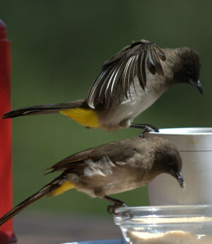 Dark-capped Bulbul