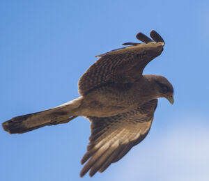 Chimango Caracara