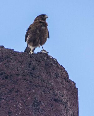 Chimango Caracara