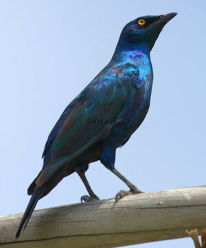 Choucador � oreillons bleus