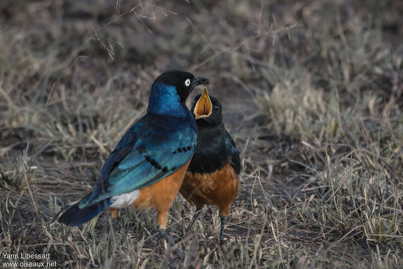 Superb Starling, Reproduction-nesting