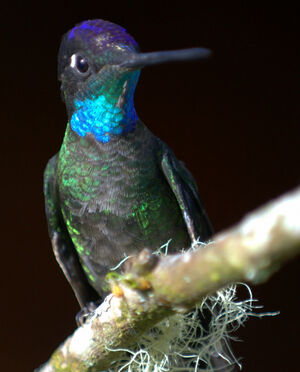 Magnificent Hummingbird