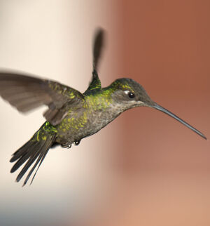 Magnificent Hummingbird