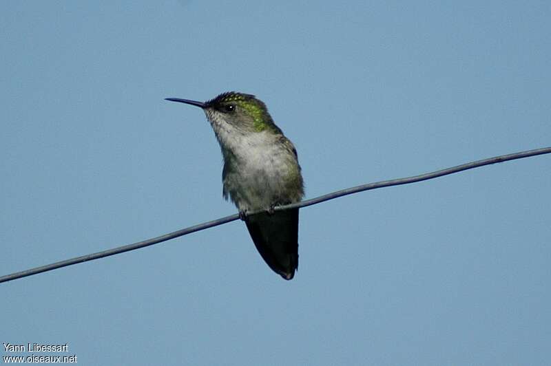 Vervain Hummingbird male adult, identification