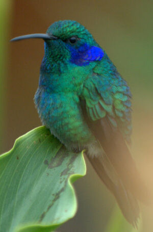 Green Violetear