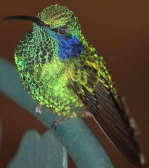 Green Violetear