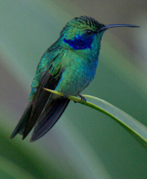 Green Violetear