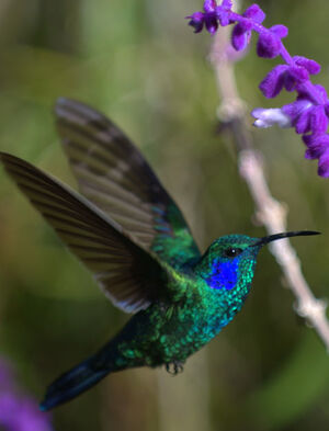 Green Violetear