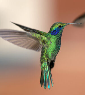 Green Violetear