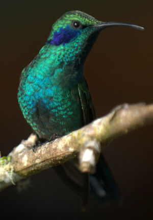 Green Violetear