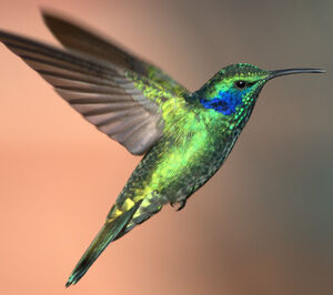 Green Violetear