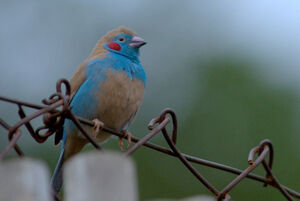 Cordonbleu � joues rouges