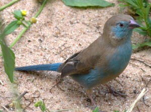 Cordonbleu � joues rouges