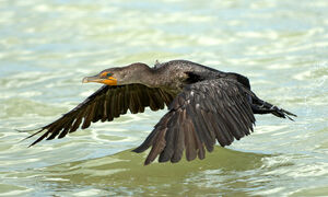 Cormoran � aigrettes 
&copy; Yann Libessart